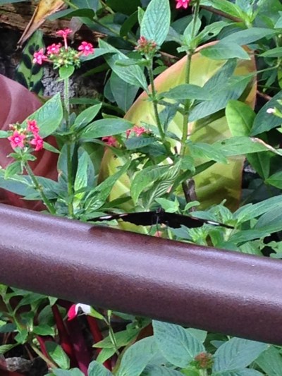 Butterfly Rainforest