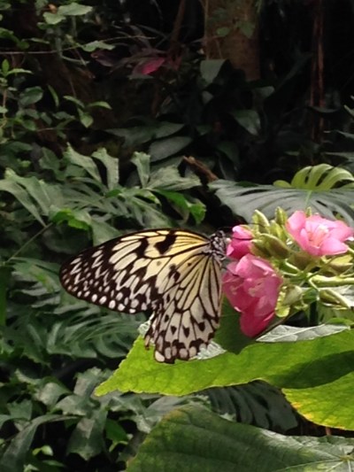 Butterfly Rainforest