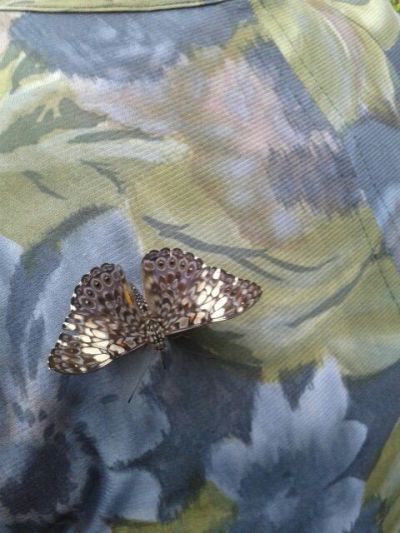 Butterfly Rainforest