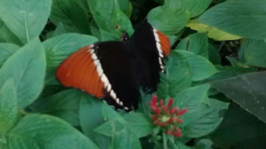 Butterfly Rainforest